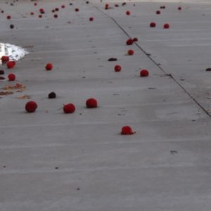 pola sur coton par Georges